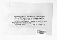 Melampsora populina image